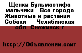 Щенки Бульмастифа мальчики - Все города Животные и растения » Собаки   . Челябинская обл.,Снежинск г.